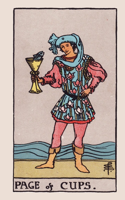 bekers schildknaap betekenis